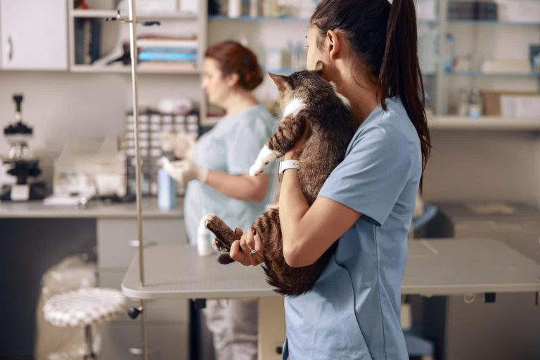 Veterinari